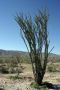 13JoshuaTree - 37